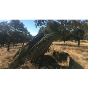 16. Dolmen de Las Aguilillas, término municipal de Villanueva de Córdoba